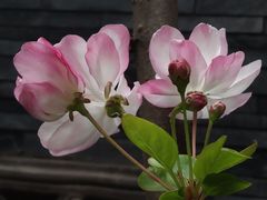 -南堂馆·新川菜(天府三街店)