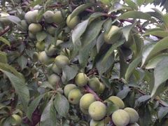 iphone_upload_pic-北京红螺园饭店