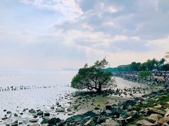 -深圳湾公园(南山区)