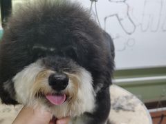 -鑫艺宠物美容培训学校