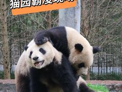 -都江堰中华大熊猫苑