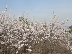 -白水寺森林公园