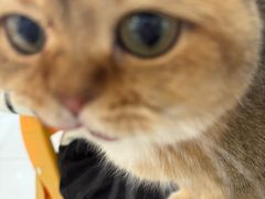 -平行世界·猫咖(首经贸店)