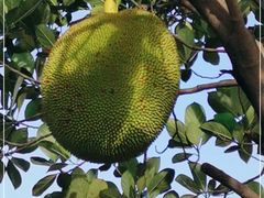 -云溪植物园
