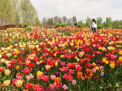 -北京国际鲜花港