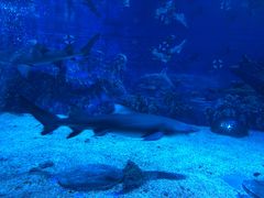 -成都浩海立方海洋公园