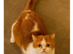 -飞行喵MR PILOT|猫舍·猫咖(静安大融城店)