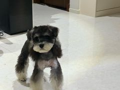 -天使宠物医院·犬猫分诊(彩虹店)