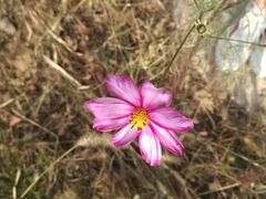 -老妈米线(港龙店)