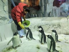 -芜湖新华联大白鲸海洋公园