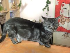 -这儿没有猫·猫咖萌宠馆·撸猫