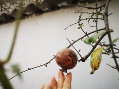 -帐篷客·溪龙茶谷度假酒店