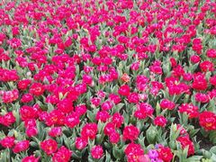 -上海鲜花港