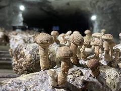 -仙蘑洞