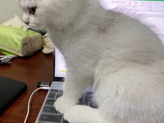 -lincat·猫舍(广州店)