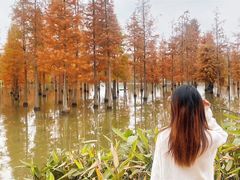 -白鹭湾湿地公园