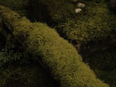 -昆明植物园