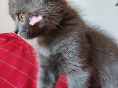 -关爱宠物医院·猫科中心·消化科(滨湖万达分院)