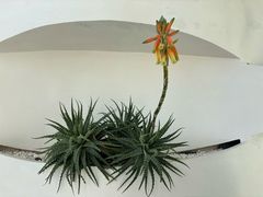 -南山植物园