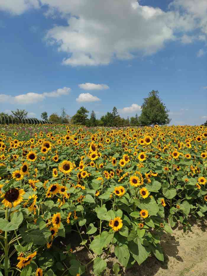 上海辰山植物园-"因为4/1开始要恢复原价60元了,正好去.