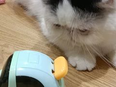 -藏猫猫咖啡主题馆(中央大道店)