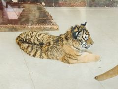 -大连森林动物园