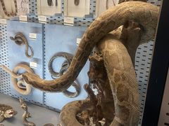 -浙江自然博物院(杭州馆)