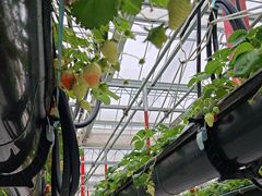 -建德果蔬乐园绪塘草莓基地