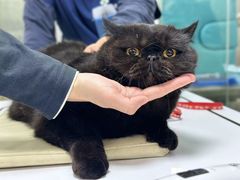 -爱侣宠医·鹦鹉专科·小型哺乳类·异宠专科(灵石路店)