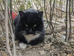 -萌兽医馆·犬猫专科·眼科中心·宠物医院(朝阳门分院)