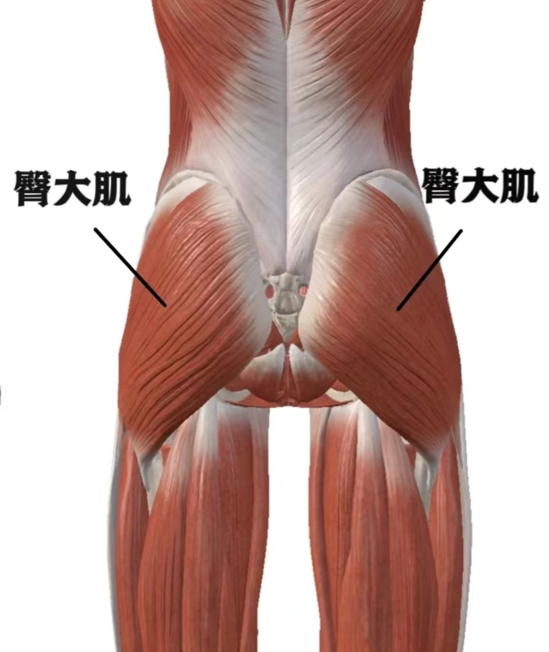 躯干肌后面解剖图图片