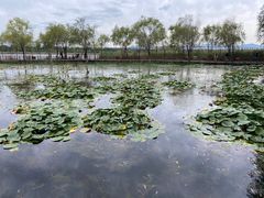 -绿堤公园