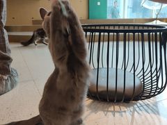 -飞行喵MR PILOT|猫舍·猫咖(静安大融城店)