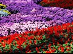 -南山植物园