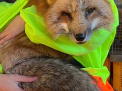 -宫城藏王狐狸村