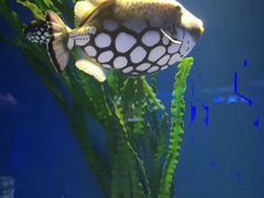 -青岛海底世界-水族馆