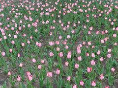 -长春公园(普阳街道)