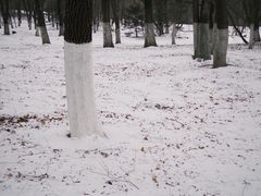 -长白岛森林公园