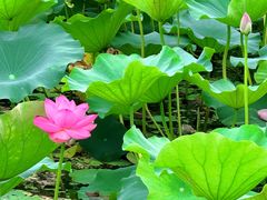 -洪湖生态旅游区