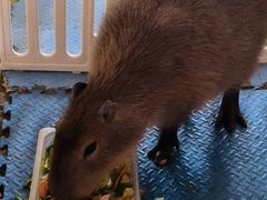 -廊坊固安福朋喜来登酒店