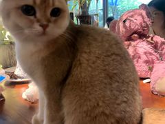 -咖法森林·咖啡  酒吧(天河店)