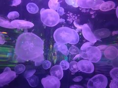 -石家庄海洋公园
