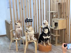 -柴迷FANS CLUB·柴犬狗咖·猫咖