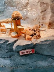 -Zoolung Zoolung动物主题公园(海信广场店)