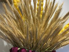 -夏叶茶(大光明店)