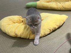 -逗柴咖啡屋·狗咖猫咖宠物桌游