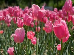 -北京世界花卉大观园