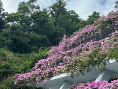 -深圳仙湖植物园