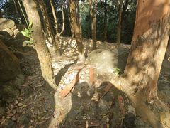 -火炉山森林公园