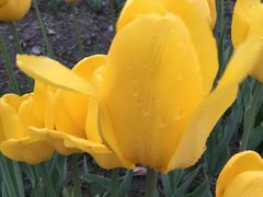 -大宁郁金香公园-停车场